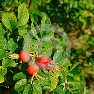 Closeup of Ripened Dog Rose Rosa Canina red berries. Red rosehip berries on bush. Wild Ripe Briar on branch.