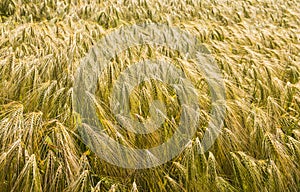 Closeup of ripening barley