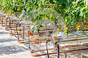 Closeup of ripening hydroponically grown tomatoes