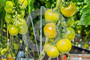 Closeup of ripening hydroponically grown tomatoes