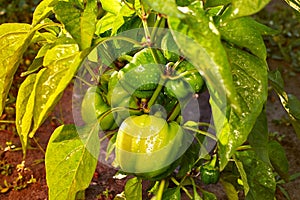 Closeup of ripening peppers in the home pepper plantation. Fresh green sweet Bell Pepper Plants, Paprika Green, yellow