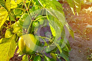 Closeup of ripening peppers in the home pepper plantation. Fresh green sweet Bell Pepper Plants, Paprika Green, yellow