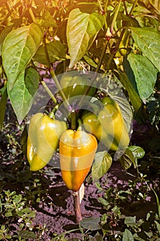Closeup of ripening peppers in the home pepper plantation. Fresh Yellow and Orange sweet Bell Pepper Plants, Paprika