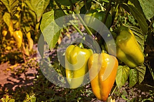 Closeup of ripening peppers in the home pepper plantation. Fresh Yellow and Orange sweet Bell Pepper Plants, Paprika