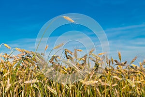 Closeup of ripening rye field with one protruding corn ear on blue sky background. Secale cereale