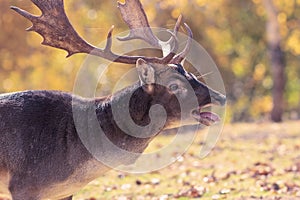 closeup of roaring fallow deer