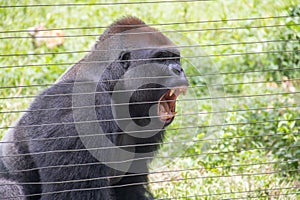 Closeup of a roaring gorilla behind the fences in a zoo under the sunlight at daytime