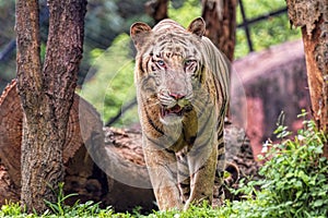 Closeup of a roaring White Tiger with a green flora background