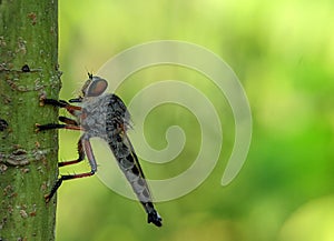 Closeup of a robber fly perched on a tree