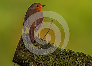 Closeup of a robin perched on a mossy branch