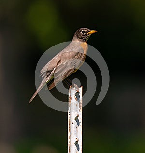 Closeup of a robin perching on wooden pole