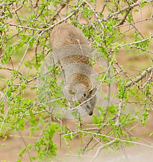 Closeup of Rock Hyrax photo