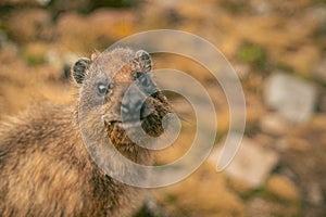 Closeup of the rock hyrax, Procavia capensis.