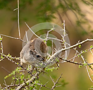 Closeup of Rock Hyrax photo