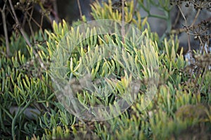 Closeup of rock samphire, edible wild plant, rock fennel, Crithmum maritimum by the sea