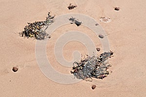 Closeup of rocks and seaweed on beach at PEI National Park