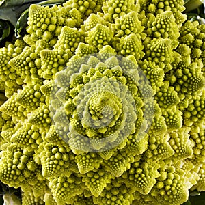 Closeup of Romanesco broccoli photo