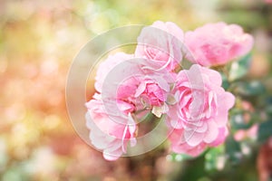 Romantic pink rose flower garden in soft pastel tone with bokeh light background
