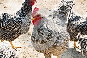 Rooster and hens, beautiful rooster and hens with black and white feathers, outside photo