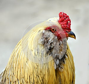 Closeup of Rooster and Red Comb