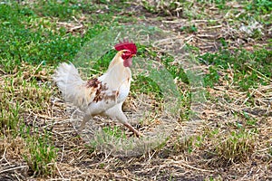 Closeup of a rooster strutting in a field during daylight