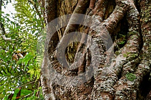 Closeup root around tree trunk