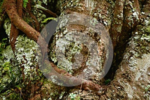Closeup root on bark