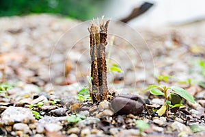 Closeup of the root of a small tree under the sunlight with a blurry background