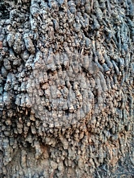 A closeup roots of a palm tree.