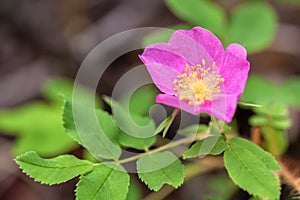 Closeup of a Rosa acicularis (Prickly Wild Rose)