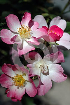 Closeup of Rosa \'Ballerina\' Flowers