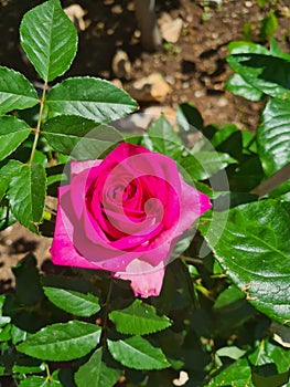 closeup of Rosa Rosa cinese o Rosa chinensis photo