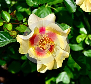 Closeup of a Rosa persica growing in sunlight