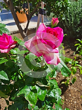 closeup of Rosa Rosa cinese o Rosa chinensis