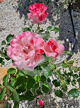 closeup of Rosa Rosa cinese o Rosa chinensis