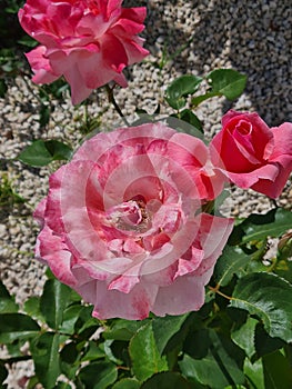 closeup of Rosa Rosa cinese o Rosa chinensis