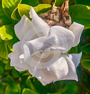 Closeup of Rosa Rugosa