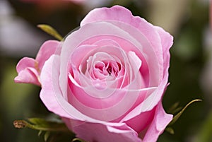 Closeup of a Rose