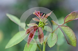 Closeup rose bud on bur backgrounder