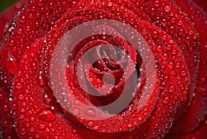 Closeup of the rose bud with water droplets