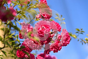 Closeup of rose bush flower in garden