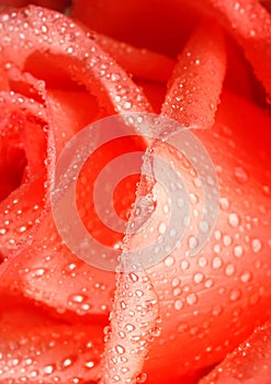 Closeup rose drop water