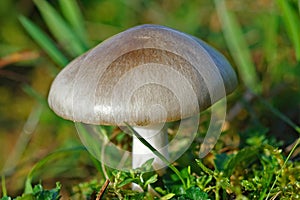 Closeup on a rose-gilled grisette or Big sheath mushroom, Volvariella gloiocephala