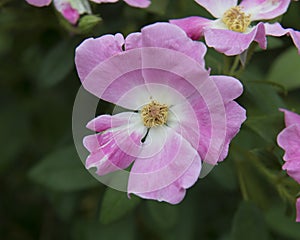 Closeup rose of a Nearly Wild Rose shrub