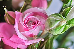 Closeup of rose petals, pink in color.