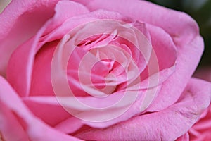 Closeup of rose petals, pink in color.