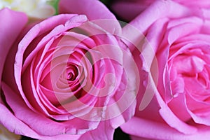 Closeup of rose petals, pink in color.