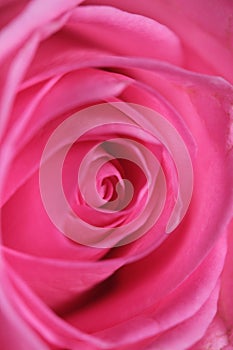 Closeup of rose petals, pink in color.