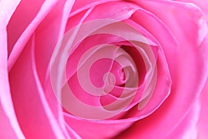 Closeup of rose petals, pink in color.