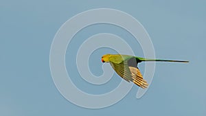 Closeup of a Rose-ringed parakeet captured on midflight against a clear blue sky photo